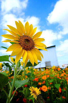 포토 JPG 해외이미지 구름 무료이미지 꽃 꽃밭 해바라기 풍경 사람없음 야외 해외202009 해외포토 자연요소 식물 파일형식 무료콘텐츠