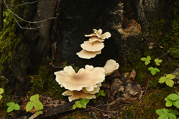 포토 JPG 해외이미지 식물 자연 씨앗 사람없음 버섯 가을 숲 그물버섯 해외202009 해외포토 계절 생태계 파일형식