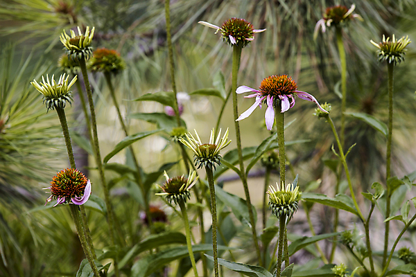 포토 JPG 해외이미지 식물 꽃잎 꽃 줄기 분홍색 백그라운드 잎 꽃무늬 자연 사람없음 야외 초록색 컬러풀 정원 보라색 봄 활발 들꽃 벚꽃 신선 개화 허브 제비꽃 원예 화단 내추럴 영원 해외202009 해외포토 계절 컬러 컨셉 무늬 취미 생태계 파일형식
