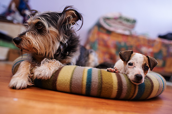 포토 JPG 해외이미지 동물 응시 여유 새끼 2 포유류 휴식 친절 주택 실내 피곤 사람없음 친구 반려동물 인테리어 눕기 머리 쌓기 가축 방 침대 개 강아지 작음 테리어 코 위치 송곳니 경보 입양 해외202009 해외포토 디자인 시선 감정 가구 컨셉 관계 모션 내부 건물 신체부위 치아 크기 파일형식