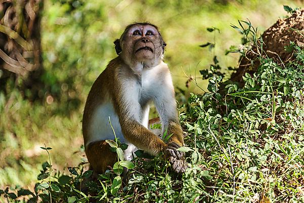 포토 JPG 해외이미지 동물 응시 공원 아시아 얼굴 야생동물 여행 포유류 자연 지붕 털 요리사모자 앉기 사람없음 야외 초록색 갈색 원숭이 숲 작음 인도인 먹기 꼬리 유인원 스리랑카 힌두교 해외202009 해외포토 외국인 모자_잡화 시선 공공시설 나라 종교 컬러 모션 동양인 신체부위 요리사 크기 생태계 파일형식