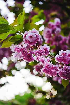 포토 JPG 해외이미지 나무 식물 디자인 계절 공원 꽃 분홍색 백그라운드 꽃무늬 자연 벽지 하늘 동양인 사람없음 야외 초록색 파란색 소풍 정원 일본 봄 벚꽃 흰색 나뭇가지 신선 시간 개화 체리 사과 4월 묘사 동쪽 내추럴 고립 꽃수술 엘리먼트 해외202009 해외포토 공공시설 아시아 컬러 무늬 과일 인종 야외활동 날짜 방향 생태계 파일형식