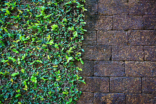 포토 JPG 해외이미지 나무 식물 디자인 외관 계절 공원 벽 백그라운드 잎 패턴 건축양식 자연 벽지 표면 추상 벽돌 사람없음 야외 내부 빨간색 초록색 갈색 환경 정원 검은색 어둠 블록 수확 성장 신선 거친 질감 복고 시멘트 내추럴 고체 그런지 옛날 콘크리트 해외202009 해외포토 공공시설 건축 컬러 무늬 농업 생태계 파일형식