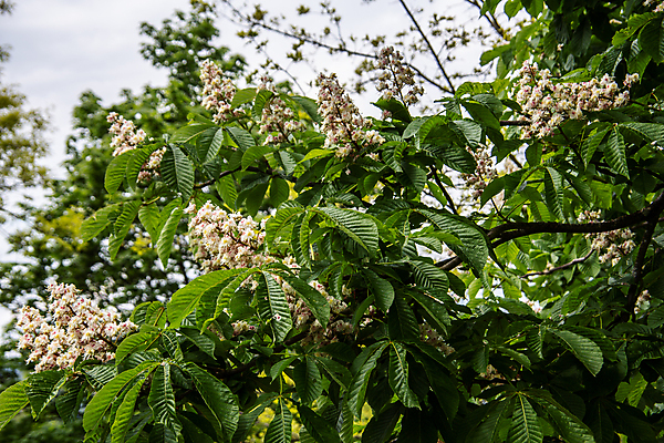 포토 JPG 해외이미지 꽃 분홍색 잎 사람없음 초록색 봄 흰색 개화 원주민 해외202009 해외포토 식물 계절 컬러 아프리카인 파일형식