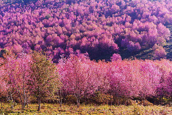 포토 JPG 해외이미지 나무 식물 계절 공원 꽃잎 꽃 분홍색 백그라운드 겨울 꽃무늬 태국 자연 사람없음 정원 봄 벚꽃 흰색 나뭇가지 신선 개화 체리 내추럴 히말라야 해외202009 해외포토 공공시설 아시아 컬러 무늬 과일 생태계 파일형식 산맥