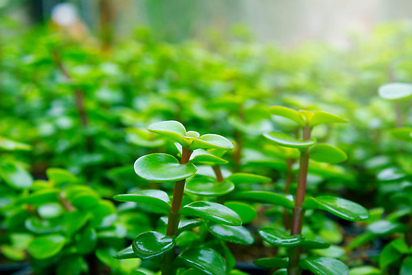 포토 JPG 해외이미지 나무 식물 공원 꽃 산업 백그라운드 컨셉 잎 농업 비즈니스 건축양식 자연 유리 실내 건강 동양인 사람없음 내부 초록색 빛 농작물 농장 환경 정원 봄 놀이방 수확 성장 나뭇가지 신선 유기농 원예 상업 내추럴 모종 밭일 온실 해외202009 해외포토 웰빙 계절 공공시설 건축 컬러 재질 인종 취미 생태계 파일형식