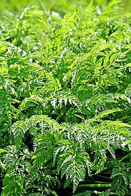 포토 JPG 해외이미지 식물 음식 백그라운드 단풍 잎 채소 재료 자연 건강 요리 사람없음 초록색 약 봄 젖음 나뭇가지 신선 양념 조미료 맛 허브 향신료 향기 향 내추럴 채식주의자 해외202009 해외포토 나무 계절 컬러 컨셉 의학 생태계 채식 냄새 향미료 파일형식