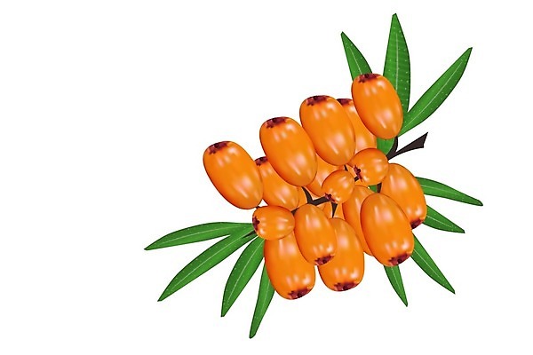 EPS 해외이미지 식물 디자인 계절 열매 음료 음식 바다 백그라운드 잎 농업 오렌지 과일 일러스트 재료 자연 건강 초록색 약 노란색 라벨 정원 주스 가을 흰색 나뭇가지 신선 차 맛 잼 허브 에코 유기농 날것 비타민 내추럴 고립 바이오 숙성 해외202009 해외일러스트 나무 웰빙 산업 컬러 컨셉 의학 프레임 환경 소스_음식 생태계 영양소 파일형식 벡터