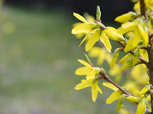 포토 JPG 해외이미지 나무 식물 계절 꽃 백그라운드 낙엽 꽃무늬 자연 사람없음 장식 초록색 파란색 노란색 정원 일본 중국 봄 벚꽃 종 신선 개화 황금 닫기 떨어짐 속도 원예 해외202009 해외포토 아시아 컬러 컨셉 잎 무늬 모션 취미 생태계 파일형식