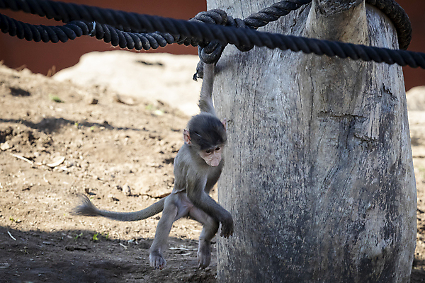 포토 JPG 해외이미지 나무 동물 무기 야생동물 장난 포유류 자연 놀이 휴식 털 사람없음 야외 햇빛 갈색 머리 걷기 산책 원숭이 치아 모피 꼬리 침팬지 혼자 해외202009 해외포토 식물 컬러 컨셉 모션 신체부위 태양 소화기관 생태계 파일형식