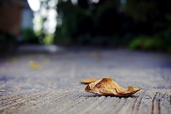 포토 JPG 해외이미지 나무 식물 계절 공원 도로 길 여행 백그라운드 낙엽 잎 오렌지 자연 날씨 거리 바닥 건조 사람없음 야외 건물 목재 장식 초록색 여름 갈색 노란색 환경 정원 가을 나뭇가지 시골 죽음 도시 선택 고독 숲 아스팔트 오브젝트 시멘트 장면 내추럴 땅바닥 옛날 혼자 해외202009 해외포토 건축물 공공시설 감정 컬러 컨셉 과일 재료 교통시설 생태계 파일형식