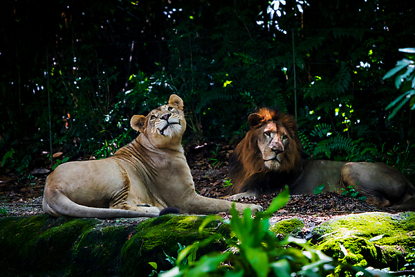 포토 JPG 해외이미지 동물 커플 여자 행복 얼굴 야생동물 백그라운드 포유류 아프리카 자연 남편 휴식 털 동물원 사람없음 야외 갈색 고양이 흰색 아내 황무지 닫기 떨어짐 숲 위험 사자 큼 육식동물 사자자리 불만 싱가폴 해외202009 해외포토 감정 나라 아시아 컬러 컨셉 관계 모션 사람 신체부위 반려동물 별자리 크기 생태계 파일형식