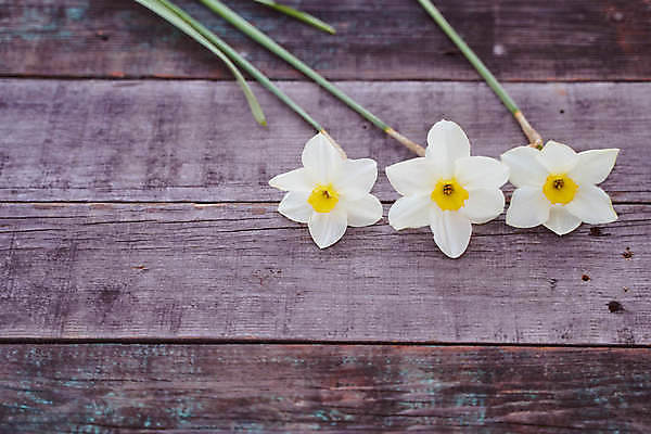 포토 JPG 해외이미지 꽃 꽃무늬 자연 사람없음 가로 벚꽃 흰색 나뭇가지 꽃술 수선화 고립 해외202009 해외포토 나무 식물 컬러 무늬 생태계 파일형식