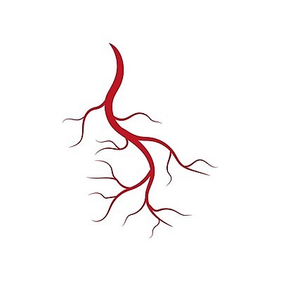 EPS 해외이미지 모양 디자인 선 백그라운드 곡선 일러스트 해부 추상 실내 건강 사람 그래픽 빨간색 세트 약 할로윈 흐름 흰색 액체 개울 혈액 심볼 오브젝트 생물학 순환 함선 시스템 안과 정맥 고립 돌봄 호러 해외202009 해외일러스트 교육 컬러 컨셉 무늬 의학 모션 병원 내부 강 배 공포 혈관 선박 파일형식 벡터 수상교통 장기 교통수단 신체 교통