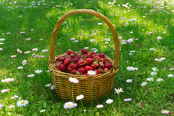 포토 JPG 해외이미지 주간 밭 딸기 사람없음 야외 바구니 정원 가득함 담기 데이지 해외202009 해외포토 자연요소 꽃 농업 과일 모션 파일형식