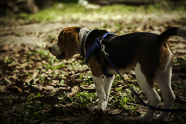 포토 JPG 해외이미지 동물 응시 행복 새끼 포유류 발 아침 건강 미소 사람없음 야외 반려동물 장난감 달리기 갈색 산책 가을 행운 개 강아지 자르기 혀 코 비글 송곳니 경보 기르기 복종 유래 총구 해외202009 해외포토 주간 시선 계절 감정 컬러 컨셉 모션 휴식 표정 신체부위 입 치아 돌봄 파일형식