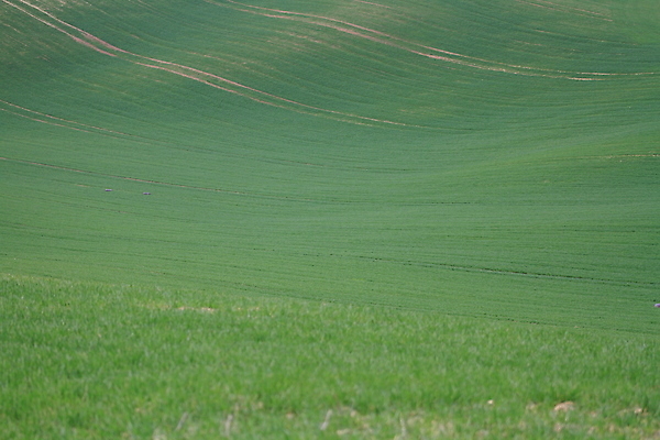 포토 JPG 해외이미지 나무 유럽 야생동물 여행 밭 자연 벽지 휴가 파노라마 그림자 사람 풍경 사람없음 야외 초록색 여름 컬러풀 태양 와인 맑음 놀람 봄 산책로 언덕 만족 그림 지역 체코 남쪽 공화국 토스카나 해외202009 해외포토 자연요소 식물 동물 계절 감정 나라 길 컬러 농업 날씨 주류 촬영기법 표정 이탈리아 방향 생태계 파일형식