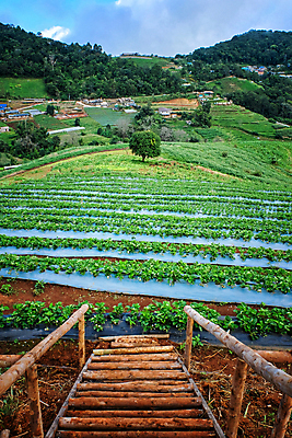 포토 JPG 해외이미지 식물 아시아 음식 여행 패턴 태국 자연 밥 산 미술 동양인 풍경 사람없음 야외 초록색 물 농장 환경 계곡 성장 땅 언덕 발리 북쪽 계단식 동쪽 논밭 밭일 해외202009 해외포토 자연요소 나라 컬러 섬 무늬 밭 농업 문화예술 논 인종 방향 생태계 인도네시아 파일형식