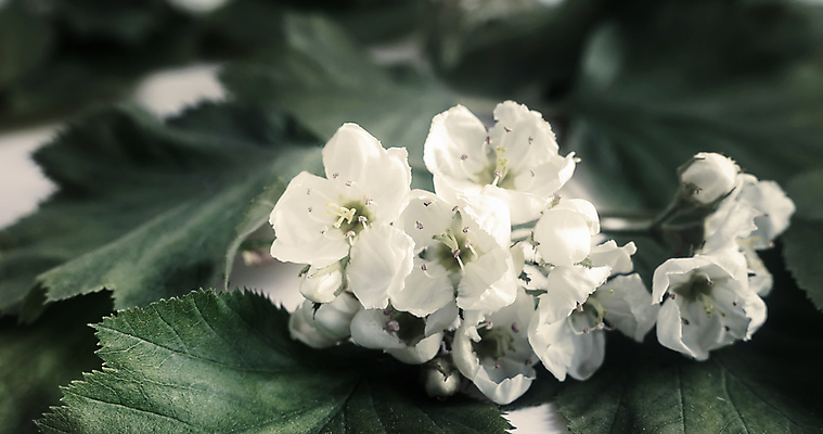 포토 JPG 해외이미지 나무 식물 꽃잎 꽃 백그라운드 컨셉 잎 자연 건강 사람없음 치료 초록색 흰색 나뭇가지 신선 개화 약초 허브 유기농 테라피 내추럴 해외202009 해외포토 웰빙 컬러 의학 뷰티 풀_식물 생태계 파일형식