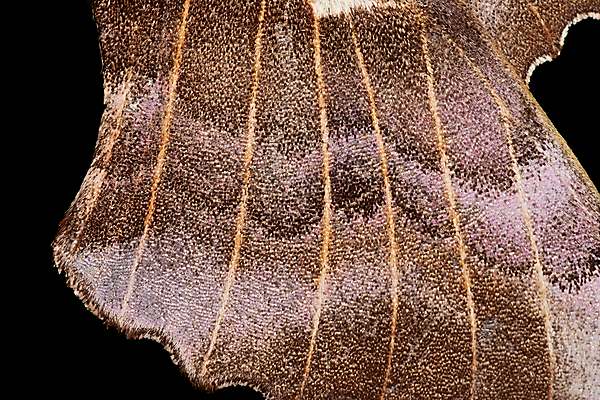 포토 JPG 해외이미지 조각 나비 곤충 백그라운드 패턴 날개 해부 자연 추상 생물 따뜻함 저울 사람없음 갈색 보라색 검은색 점 닫기 묘사 만족 질감 웨이브 생물학 솜털 리빙 정맥 나방 내추럴 미루나무 복잡 얇은 취급주의 특별함 해외202009 해외포토 나무 동물 교육 감정 컬러 컨셉 무늬 의학 모션 경고 생태계 혈관 파일형식