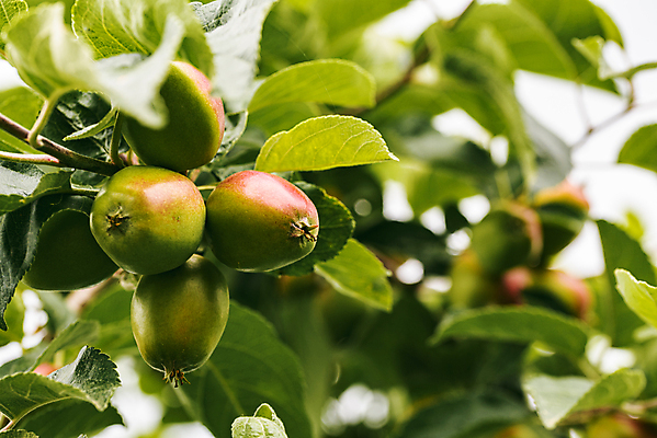 포토 JPG 해외이미지 나무 식물 계절 음식 낙엽 잎 농업 다이어트 과일 자연 건강 사람없음 야외 빨간색 초록색 여름 농작물 농장 정원 활발 수확 성장 가을 나뭇가지 시골 신선 달콤 사과 과수원 다발 상쾌 유기농 원예 날것 정맥 내추럴 밭일 법정 숙성 해외202009 해외포토 웰빙 감정 산업 컬러 컨셉 취미 맛 생태계 혈관 파일형식
