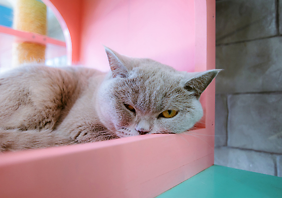 포토 JPG 해외이미지 동물 백그라운드 장난 포유류 수염 바닥 주택 털 실내 사람없음 반려동물 고양이 줄무늬 방 회색 흰색 잠 개 모피 얼룩무늬 솜털 거짓말 기르기 접기 스코틀랜드 해외202009 해외포토 컬러 무늬 모션 영국 내부 건물 돌봄 파일형식