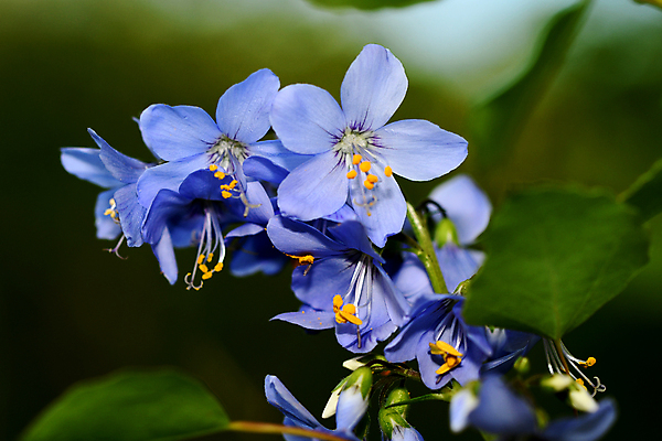 포토 JPG 해외이미지 식물 꽃잎 꽃 줄기 자연 씨앗 사람없음 민들레 그리너리 해외202009 해외포토 생태계 파일형식 트랜드컬러