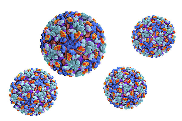 포토 JPG 해외이미지 모델 과학 일러스트 사람없음 약 3D 고통 바이러스 호주 질병 숲 뇌 흰배경 수의사 고립 전염병 해외202009 해외포토 감정 백그라운드 의학 의사 흰색 오세아니아 디지털합성 파일형식
