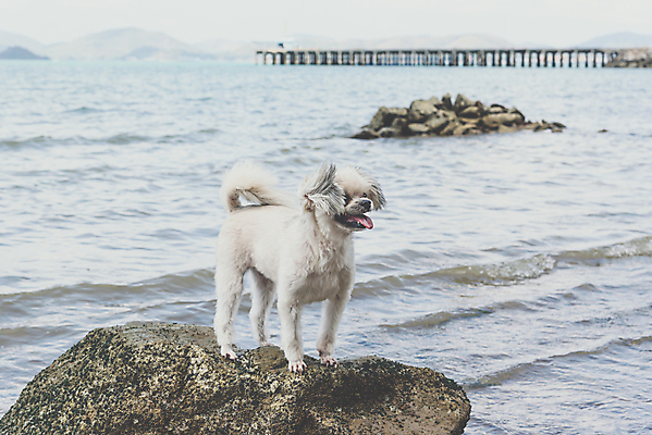 포토 JPG 해외이미지 동물 구름 행복 모래 파도 바다 섬 여행 포즈 포유류 자연 놀이 하늘 휴가 풍경 사람없음 야외 초록색 물 여름 파란색 반려동물 햇빛 맑음 기쁨 흰색 개 작음 포메라니안 수평선 해외202009 해외포토 자연요소 계절 감정 컬러 날씨 태양 크기 생태계 파일형식