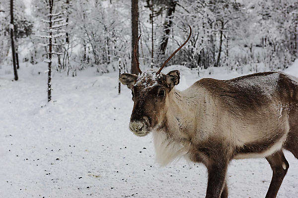 포토 JPG 해외이미지 동물 1 전통 계절 공원 남자 유럽 야생동물 크리스마스 겨울 포유류 자연 사슴 털 뿔 노르웨이 핀란드 풍경 사람없음 야외 빨간색 갈색 머리 환경 달러 추위 흰색 황무지 숲 북극 싱글 생태계 북쪽 내추럴 순록 스칸디나비아 유일 해외202009 해외포토 공공시설 기념일 나라 컬러 돈 북유럽 사람 신체부위 극지방 방향 파일형식