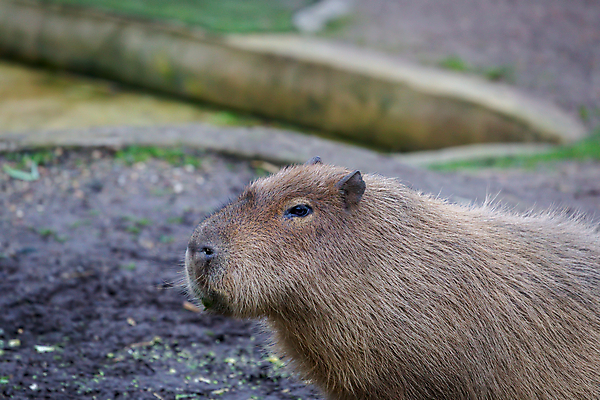 포토 JPG 해외이미지 동물 야생동물 포유류 자연 초식동물 영국 잉글랜드 털 동물원 성인 사람없음 야외 갈색 남아메리카 설치류 큼 모피 경보 동물상 해외202009 해외포토 유럽 컬러 아메리카 사람 조형물 크기 생태계 파일형식