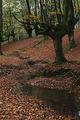 포토 JPG 해외이미지 공원 자연 사람없음 야외 강 가을 숲 뿌리 장노출 해외202009 해외포토 계절 공공시설 촬영기법 생태계 파일형식