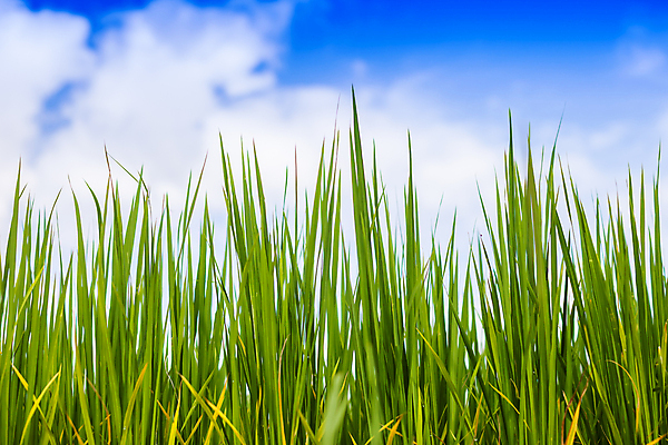 포토 JPG 해외이미지 식물 구름 계절 아시아 문화 선 음식 백그라운드 잎 패턴 밭 농업 자연 하늘 밥 바람 산 파노라마 풍경 초원 사람없음 초록색 물 여름 파란색 컬러풀 햇빛 농장 평화 일출 환경 계곡 맑음 봄 성장 시골 낟알 땅 유기농 장면 내추럴 해외202009 해외포토 자연요소 웰빙 나라 산업 컬러 컨셉 무늬 날씨 촬영기법 태양 노을 생태계 파일형식