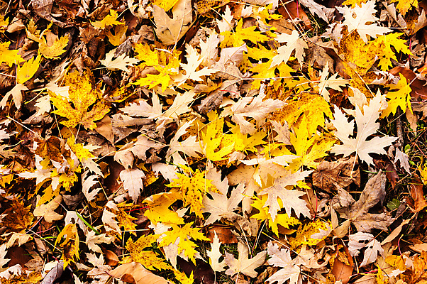 포토 JPG 해외이미지 식물 계절 백그라운드 단풍 잎 패턴 오렌지 자연 추상 건조 사람없음 야외 갈색 노란색 쌓기 환경 가을 죽음 황금 유기농 질감 내추럴 땅바닥 섞기 썩음 해외202009 해외포토 웰빙 컬러 무늬 과일 모션 바닥 생태계 파일형식