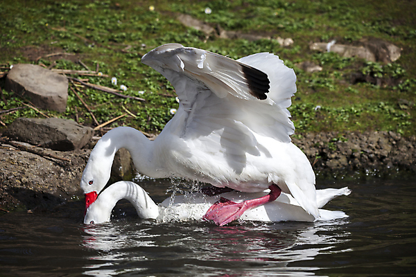 포토 JPG 해외이미지 동물 여자 남자 야생동물 2 신체 날개 자연 조류 오리 사람없음 빨간색 물 강 컬러풀 반사 수영 미국 대립 흰색 닫기 강가 공격 깃털 부리 백조 거위 지휘 물새 계산서 동물상 벙어리 해외202009 해외포토 자연요소 컬러 북아메리카 모션 사람 조형물 수상스포츠 생태계 파일형식