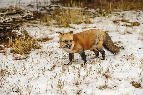 포토 JPG 해외이미지 동물 1 야생동물 북아메리카 겨울 포유류 아프리카 자연 생물 수염 동물원 종류 사람없음 야외 컬러풀 머리 검은색 고양이 줄무늬 점 숲 위험 큼 모피 사파리 여우 육식동물 사냥꾼 멸종 표범 송곳니 해외202009 해외포토 직업 계절 나라 컬러 컨셉 무늬 아메리카 신체부위 반려동물 치아 크기 생태계 파일형식
