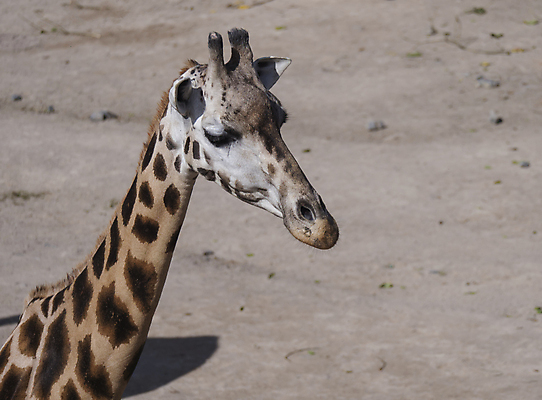 포토 JPG 해외이미지 동물 1 응시 공원 얼굴 야생동물 여행 백그라운드 패턴 포유류 아프리카 자연 하늘 초식동물 털 동물원 사람없음 태양 갈색 머리 입 닫기 큼 기린 사파리 묘사 코 보케 귀 목 케냐 사바나 해외202009 해외포토 자연요소 시선 공공시설 나라 컬러 무늬 모션 신체부위 크기 생태계 파일형식