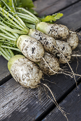 포토 JPG 해외이미지 전통 음식 백그라운드 잎 농업 채소 재료 자연 건강 요리 동양인 사람없음 초록색 농작물 새싹 정원 중국 흙 수확 성장 가을 흰색 신선 원형 닫기 맛 큼 땅 수집 오브젝트 유기농 원예 날것 뿌리 먼지 내추럴 숙성 채식주의자 총각무 맛있는 해외202009 해외포토 도형 식물 웰빙 계절 산업 아시아 컬러 컨셉 모션 인종 취미 크기 무 생태계 채식 파일형식