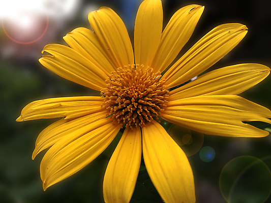 포토 JPG 해외이미지 식물 꽃잎 꽃 꽃다발 백그라운드 꽃무늬 오렌지 자연 아침 해바라기 사람없음 초록색 여름 컬러풀 햇빛 태양 노란색 정원 맑음 봄 벚꽃 가을 개화 배열 데이지 꽃가루 내추럴 해외202009 해외포토 주간 자연요소 계절 컬러 무늬 과일 날씨 가루 생태계 파일형식