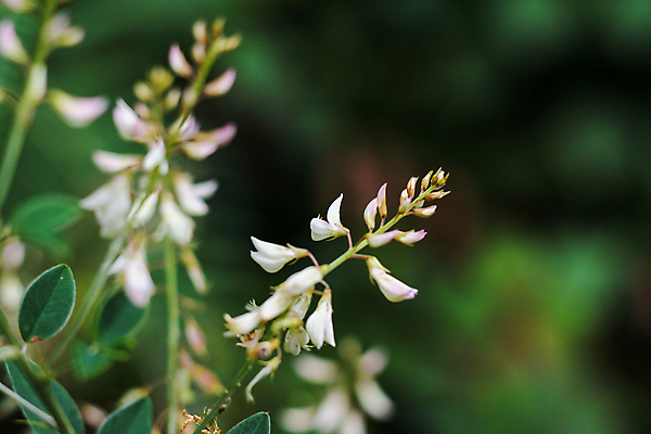 포토 JPG 해외이미지 식물 계절 꽃 여행 백그라운드 잎 태국 자연 아침 추상 휴가 산 풍경 사람없음 야외 초록색 여름 햇빛 태양 노란색 정원 검은색 봄 성장 벚꽃 흰색 신선 숲 내추럴 해외202009 해외포토 주간 자연요소 아시아 컬러 무늬 생태계 파일형식