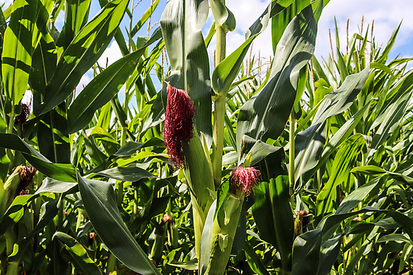 포토 JPG 해외이미지 식물 구름 음식 백그라운드 컨셉 잎 밭 농업 채소 자연 하늘 건강 옥수수 풍경 초원 사람없음 야외 초록색 여름 파란색 농작물 농장 환경 봄 공백 활발 수확 성장 시골 낟알 땅 시리얼 유기농 장면 내추럴 줄서기 카피스페이스 세련 해외202009 해외포토 자연요소 웰빙 계절 산업 컬러 모션 곡류 생태계 파일형식