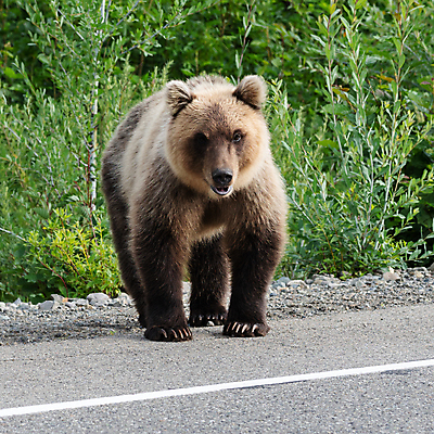 포토 JPG 해외이미지 나무 동물 응시 아시아 도로 야생동물 음식 여행 곰 포유류 교통시설 자동차 자연 서기 풍경 사람없음 야외 여름 관광지 고속도로 숲 아스팔트 기아 배고픔 러시아 육식동물 사냥꾼 동쪽 내추럴 동물상 시베리아 소름 해외202009 해외포토 식물 직업 시선 계절 감정 유럽 나라 길 육상교통 교통 모션 조형물 방향 사회이슈 시설 생태계 파일형식