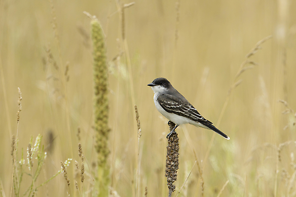 포토 JPG 해외이미지 동물 공원 야생동물 백그라운드 날개 자연 조류 앉기 사람없음 야외 파란색 환경 검은색 회색 흰색 관찰 잡초 깃털 부리 서식지 동쪽 내추럴 동물상 해외202009 해외포토 식물 공공시설 컬러 모션 조형물 방향 생태계 파일형식