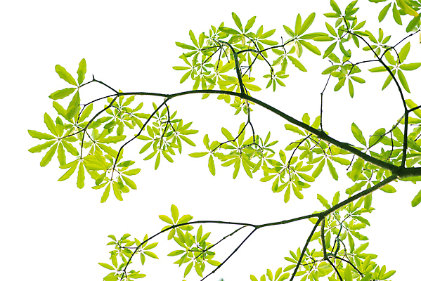 포토 JPG 해외이미지 나무 식물 디자인 공원 곤충 백그라운드 잎 패턴 자연 프레임 그림자 사람없음 야외 초록색 태양 우주 정원 맑음 침묵 봄 성장 흰색 나뭇가지 신선 투명 숲 묘사 유기농 질감 내추럴 고립 디테일 국경 해외202009 해외포토 자연요소 동물 웰빙 계절 공공시설 컬러 무늬 날씨 소리 생태계 파일형식