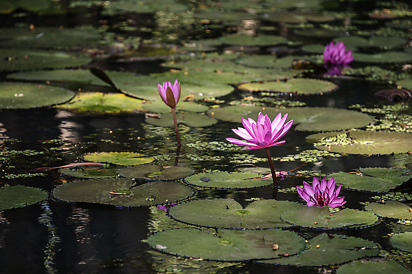 포토 JPG 해외이미지 식물 꽃잎 꽃 호수 선 음식 분홍색 잎 꽃무늬 요가 자연 표면 씨앗 사람없음 야외 초록색 물 평화 견과류 벚꽃 연못 사찰 개화 시장 흐림 내추럴 꽃수술 스리랑카 해외202009 해외포토 자연요소 웰빙 아시아 컬러 컨셉 무늬 종교건축 날씨 생태계 파일형식