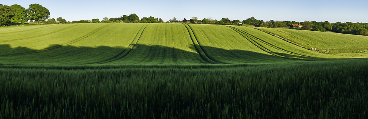 포토 JPG 해외이미지 식물 구름 산업 밭 농업 자연 하늘 영국 잉글랜드 파노라마 그림자 풍경 초원 사람없음 초록색 빛 농작물 농장 봄 활발 수확 성장 시골 그늘 땅 밀 보리 해외202009 해외포토 자연요소 계절 유럽 컬러 컨셉 곡류 촬영기법 생태계 파일형식