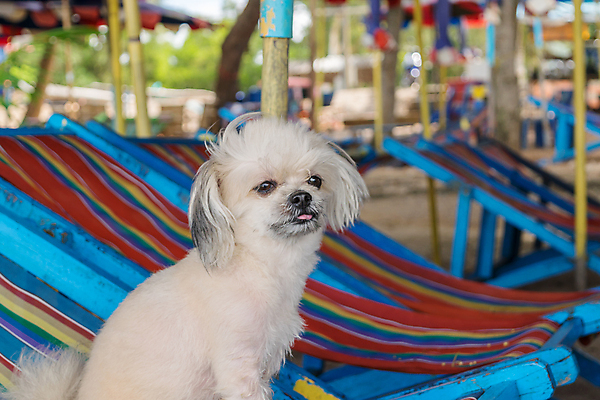 포토 JPG 해외이미지 한마리 여행 사람없음 반려동물 개 해외202009 해외포토 동물 1 포유류 파일형식
