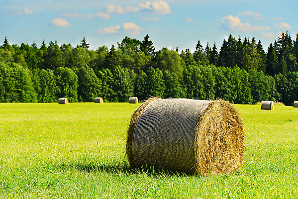포토 JPG 해외이미지 계절 문화 밭 농업 자연 하늘 건조 풍경 초원 사람없음 초록색 여름 파란색 농작물 태양 농장 농경지 노란색 쌓기 수확 가을 시골 원형 볏짚 땅 시리얼 밀 수집 준비 롤 양귀비 뭉치 밀짚 내추럴 감싸기 밭일 해외202009 해외포토 자연요소 도형 꽃 산업 음식 컬러 모션 곡류 짚 생태계 파일형식