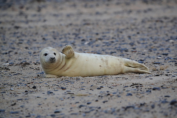 포토 JPG 해외이미지 동물 유럽 야생동물 새끼 바다 섬 포유류 자연 털 독일 사랑 해변 사람없음 야외 귀여움 환경 회색 코트 흰색 아기 신생아 보호 물개 모래언덕 북쪽 멸종 대서양 생태학 해외202009 약함 해외포토 교육 감정 나라 컬러 컨셉 사람 바다동물 외투 방향 언덕 생태계 파일형식