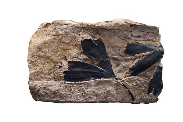 포토 JPG 해외이미지 나무 동물 과학 백그라운드 잎 패턴 자연 사람없음 환경 소용돌이 흰색 원형 질감 화석 고생물 멸종 멀리 고립 구식 앵무조개 옛날 지질학 해외202009 해외포토 도형 식물 교육 컬러 무늬 조개 생물 회오리 생태계 파일형식